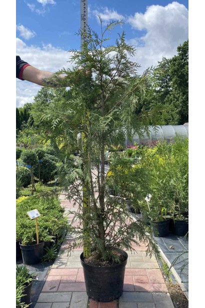 Туя складчаста Зебрина - 7,5-10л/вис.120-140см/Ø60-70см